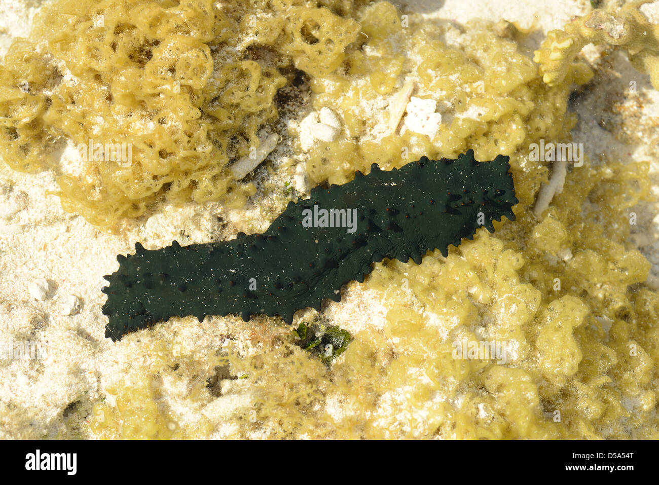 La réglisse de concombre de mer (Holothuroidea) dans les eaux peu profondes à marée basse, Queensland, Australie, novembre Banque D'Images