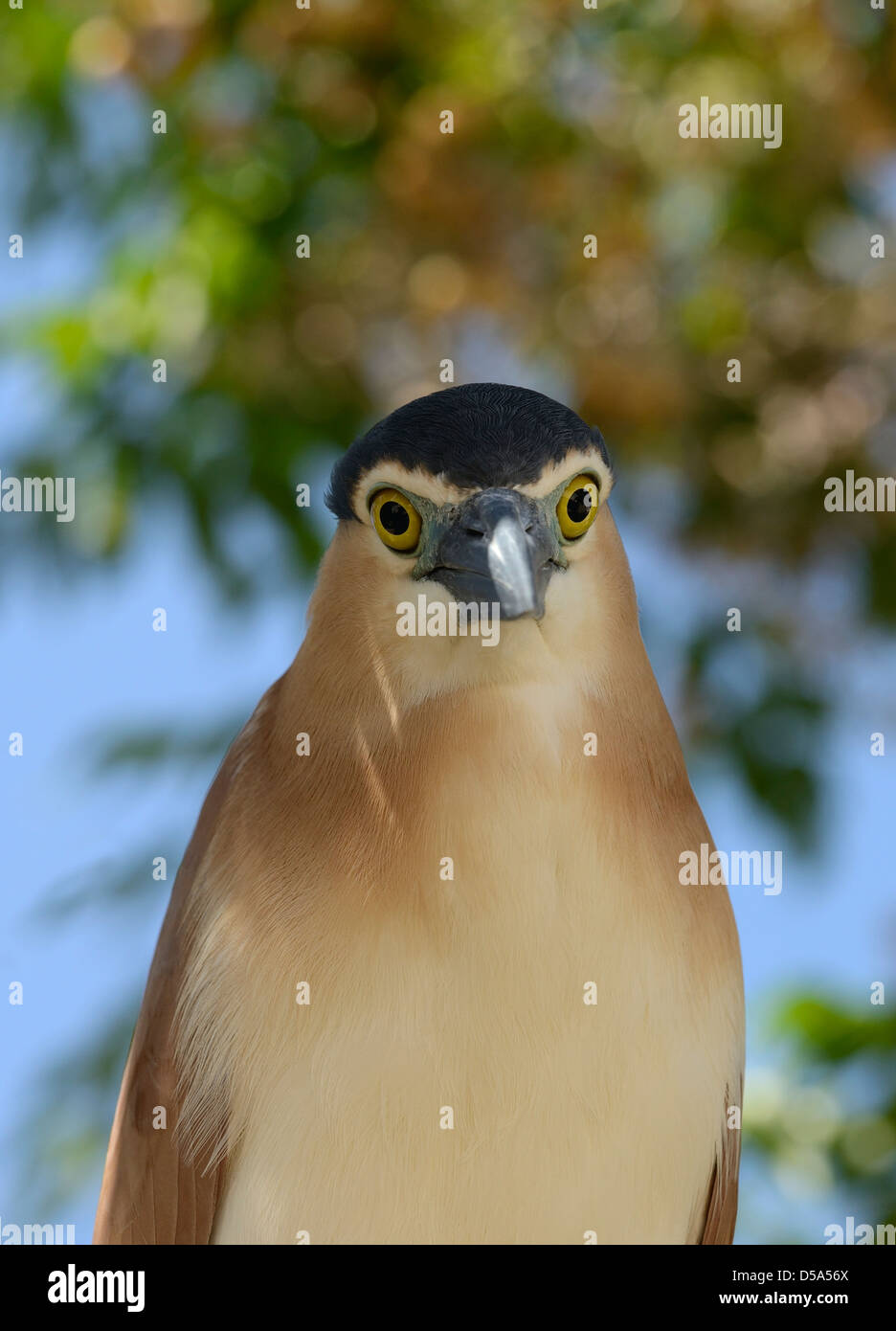 Nankeen ou Bruant (Nycticorax caledonicus) close-up de tête, Melbourne, Australie, novembre Banque D'Images