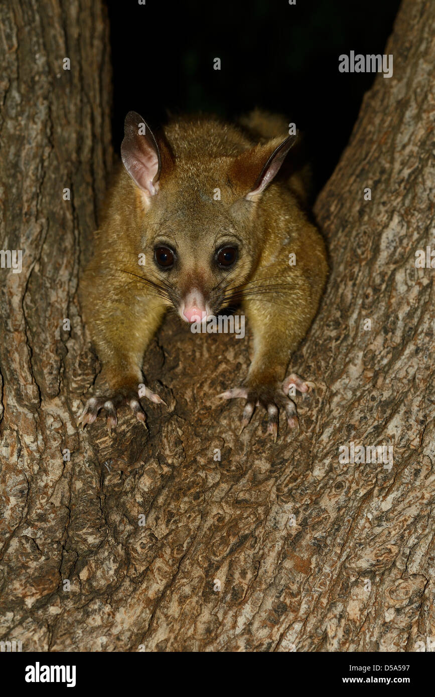 Possum à queue en brosse (Trichosurus vulpecula) escalade adultes vers le bas à l'arbre de nuit, Melbourne, Australie, novembre Banque D'Images