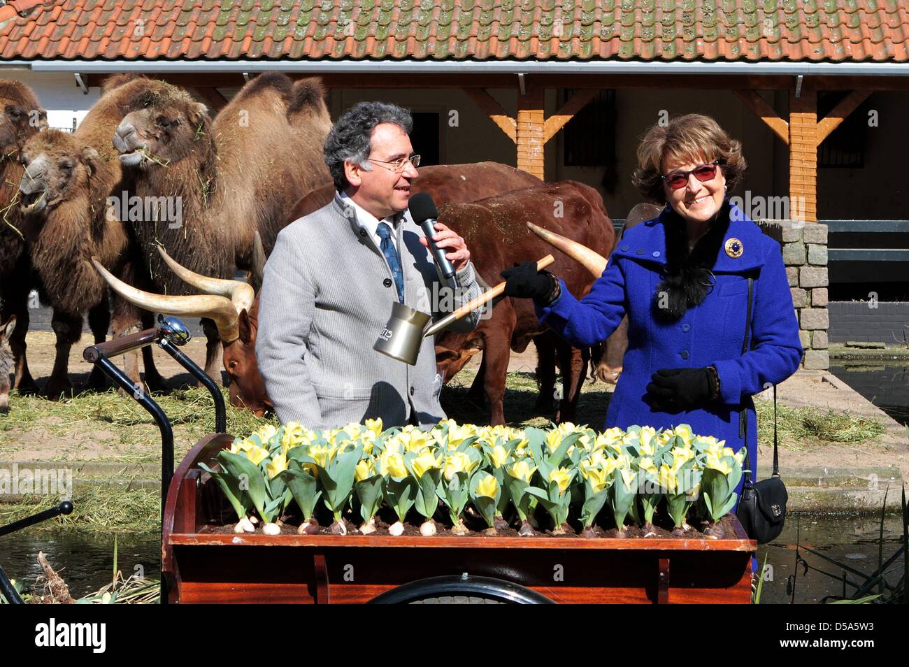 Amsterdam, Pays-Bas. 27 mars, 2013. La princesse Margriet ouvre 'Artis en fleurs" à l'occasion du 175e anniversaire de Artis d'Amsterdam. La princesse renommé un anniversaire spécial, appelé tulipe Tulipa Natura Artis Magistra. Photo : Albert Philip van der Werf /PRE/Pays-Bas - Banque D'Images