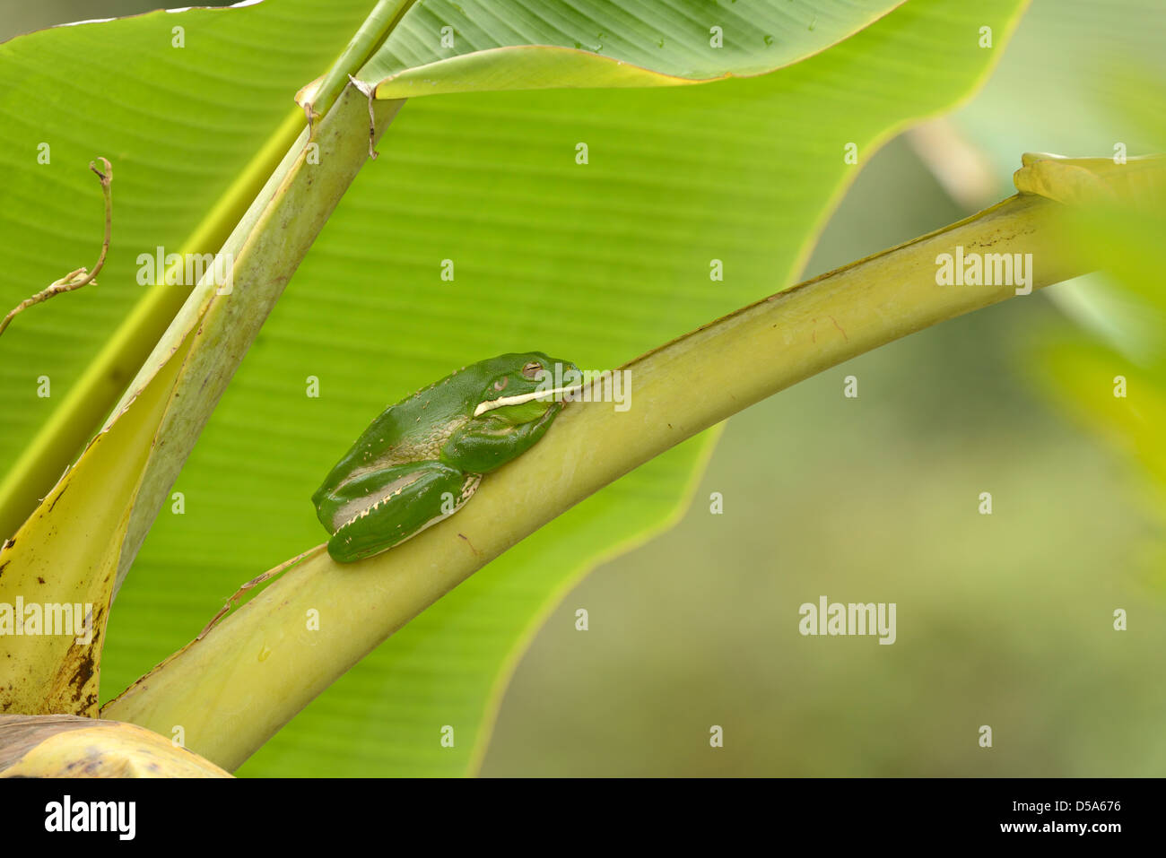 White-lipped ou Rainette géante (Litoria infrafrenata) reposant sur la tige, Queensland, Australie, novembre Banque D'Images