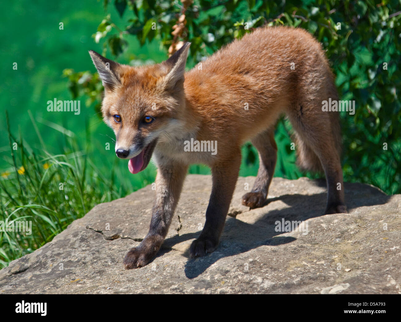 European Red Fox (Vulpes vulpes) juvénile, UK Banque D'Images
