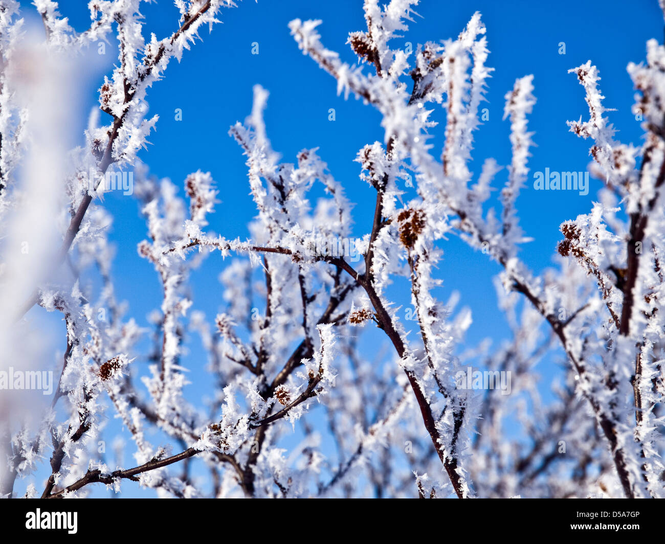 Givre sur les arbres et ciel bleu arctique en Finlande Banque D'Images