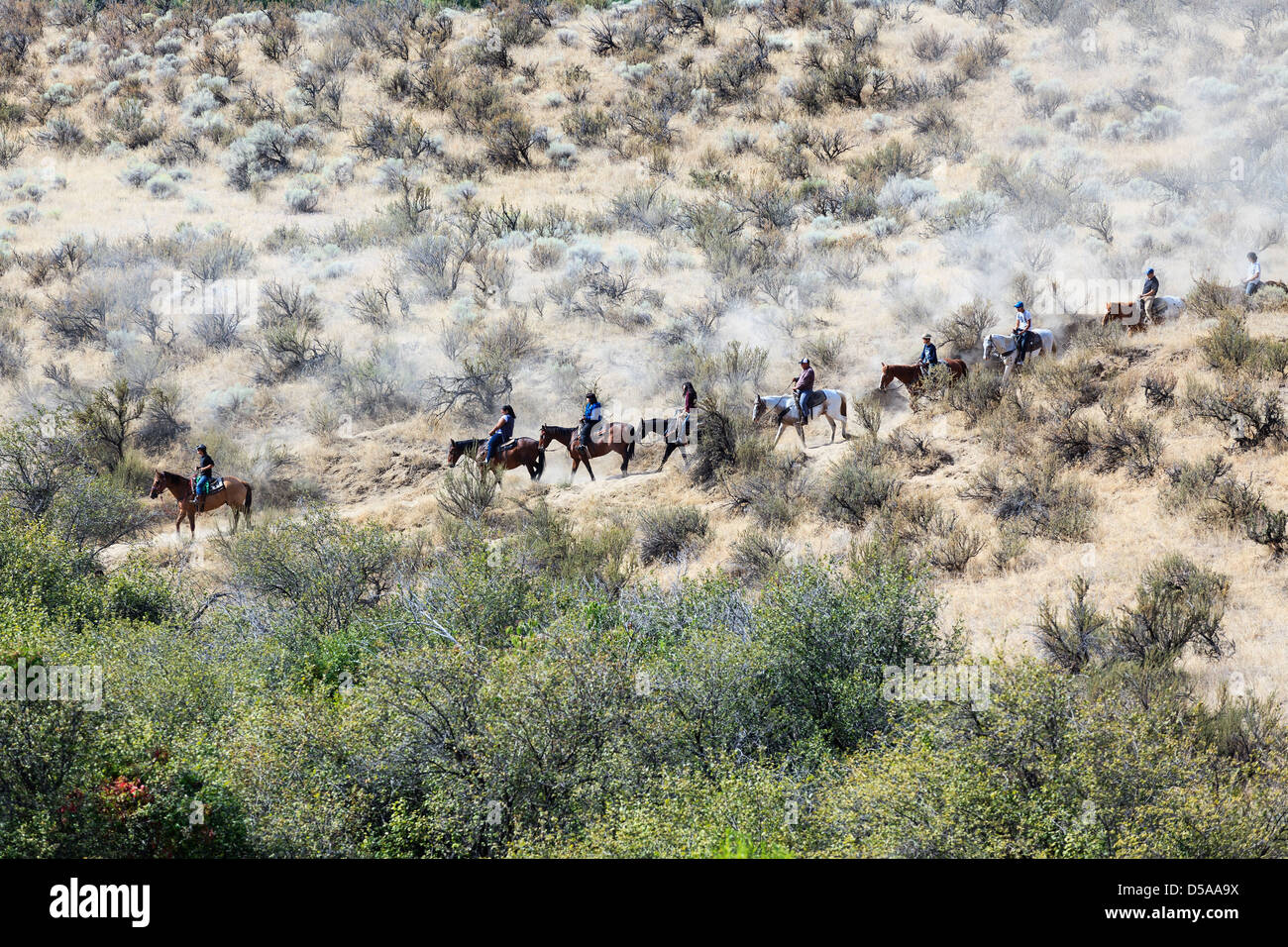 Les cavaliers sur une randonnée dans la vallée de l'Okanagan, Osoyoos, Colombie-Britannique, Canada Banque D'Images