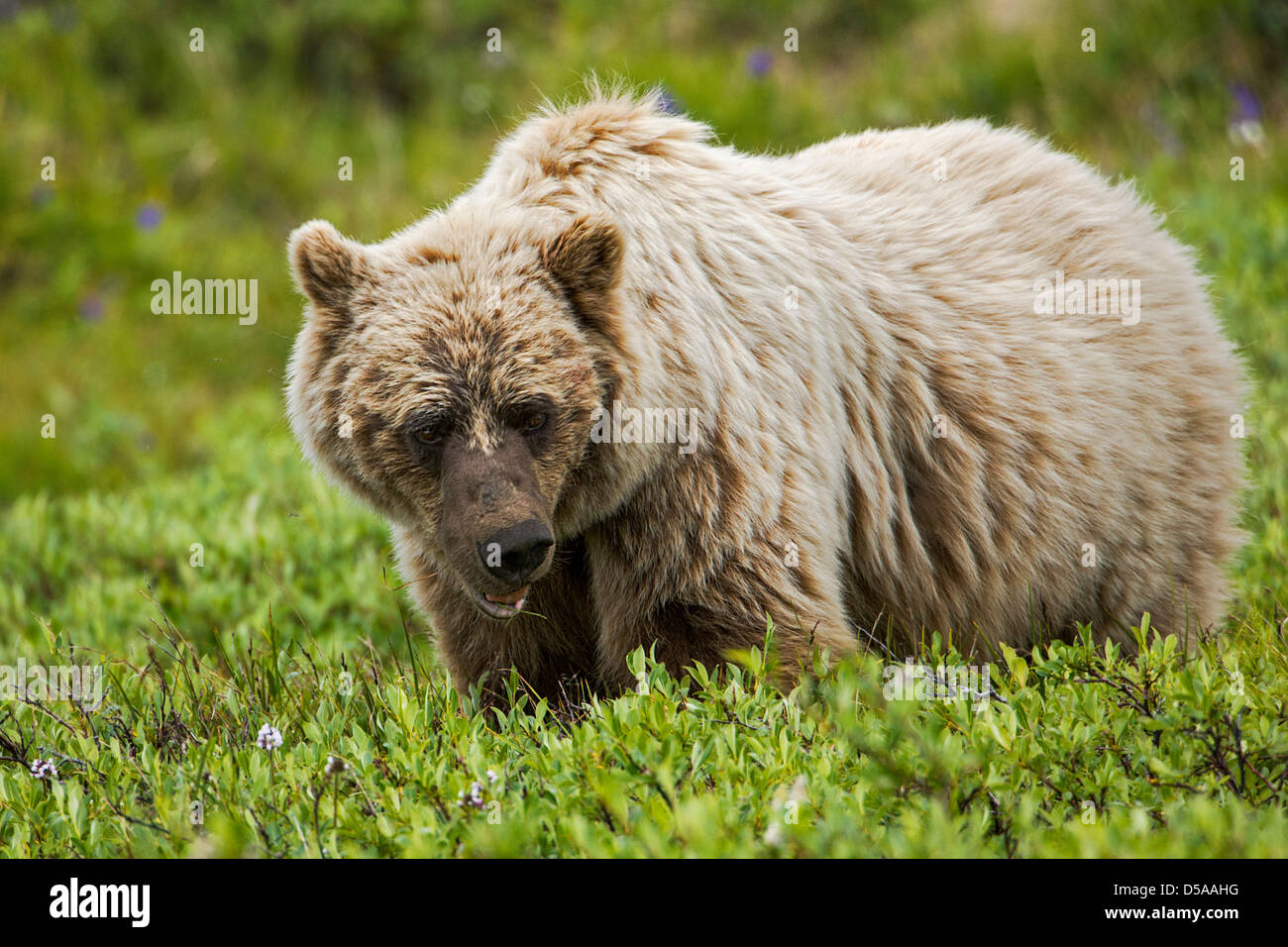 Ours grizzli (Ursus arctos horribilis), Col de Thorofare, Denali National Park, Alaska, USA Banque D'Images