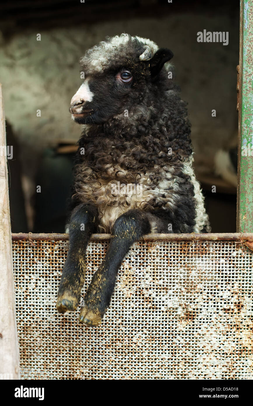 Jeune agneau noir et blanc sur la ferme Banque D'Images