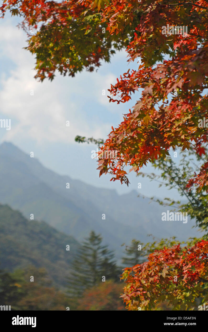 Les feuilles d'automne dans le parc national de Seoraksan, Corée du Sud Banque D'Images