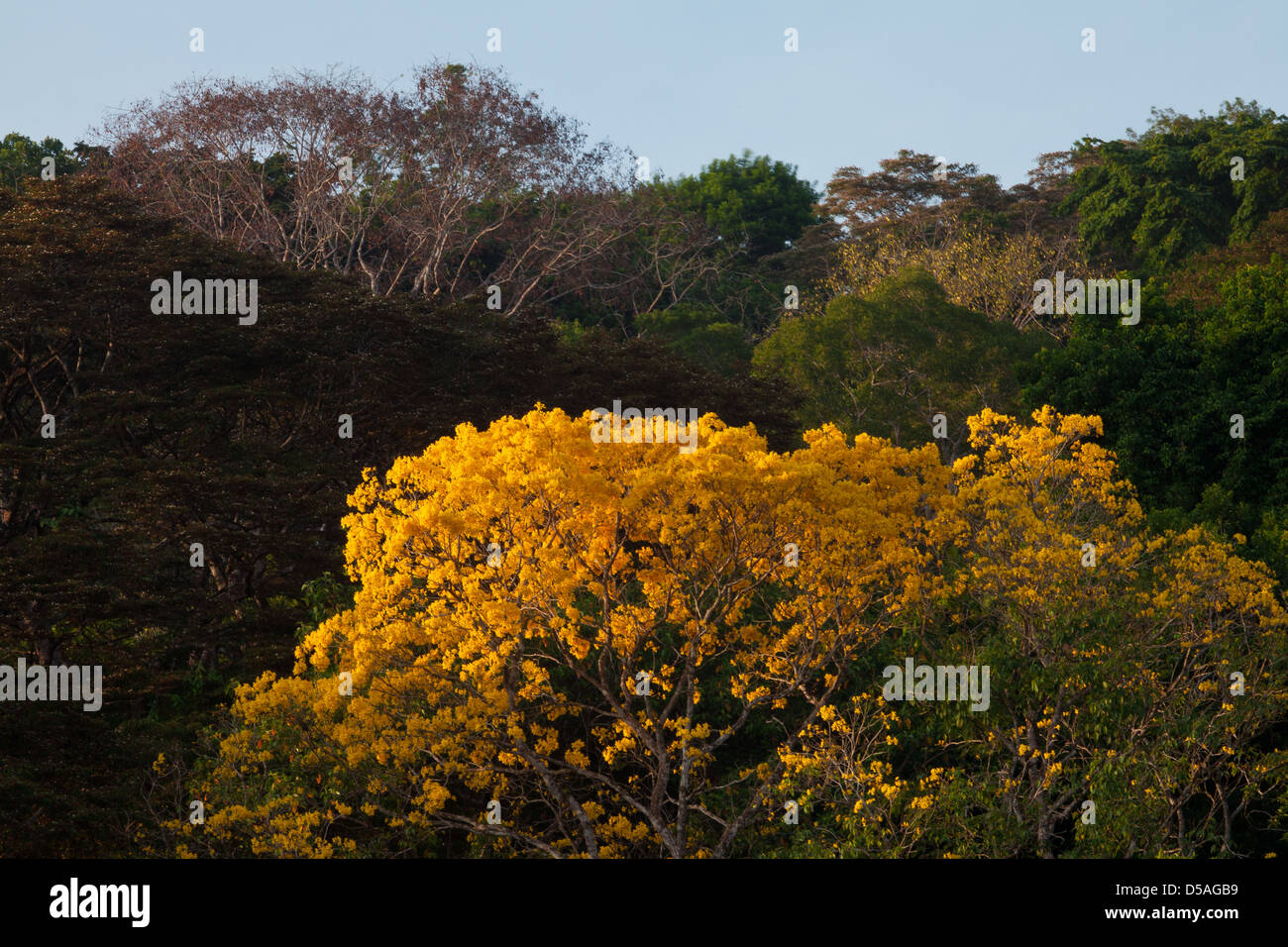 Arbre d'or (Guayacan) sci,nom ; Tabebuia guayacan, au parc national de Soberania, province de Panama, République du Panama. Banque D'Images