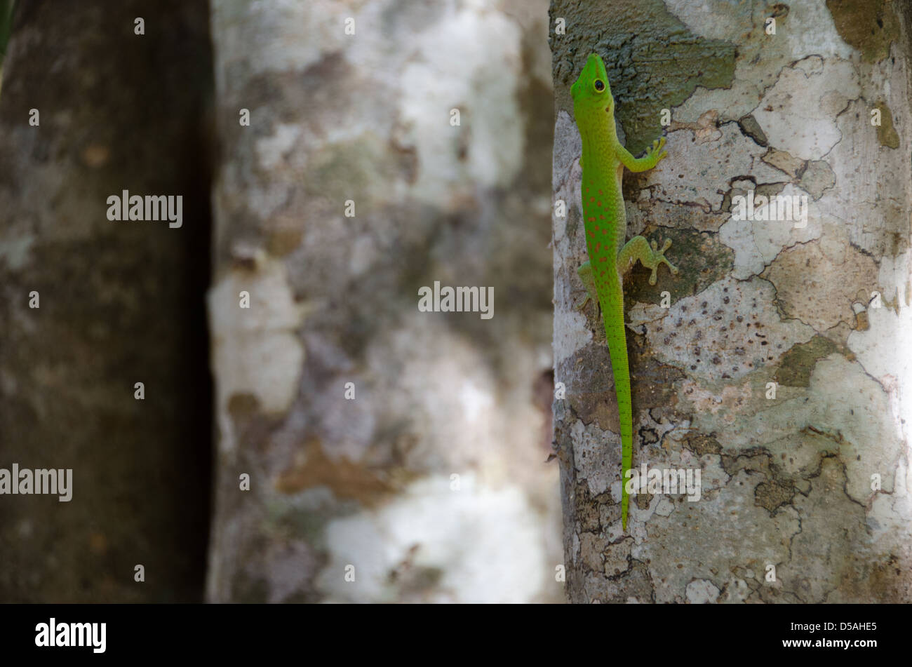 Vert ghecko élégant escalade un arbre dans le Parc National Ankarafantsika dans l'ouest de la forêt de Madagascar Banque D'Images