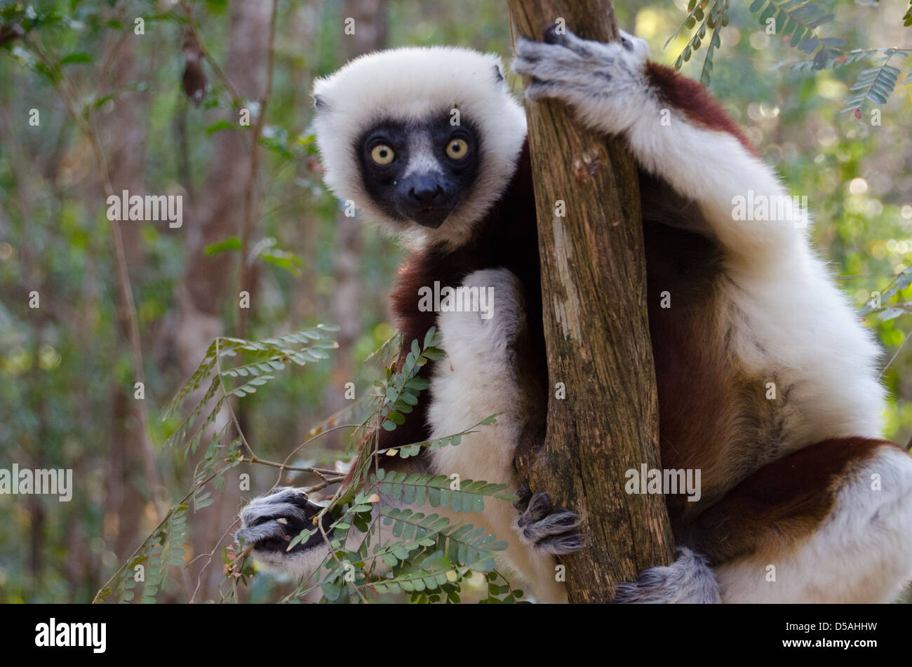 Le blanc et le brun fluffy Coquerel's Sifaka Lemur à regarder la caméra tout en mangeant les plantes à feuilles vertes à Madagascar Banque D'Images