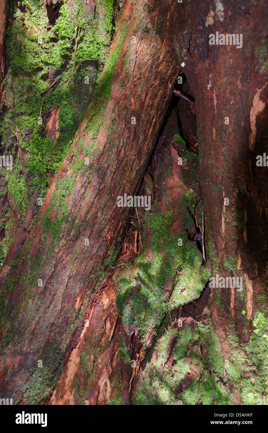 Le vert et le brun des arbres de la forêt tropicale avec de la mousse fond de parc à Madagascar Banque D'Images