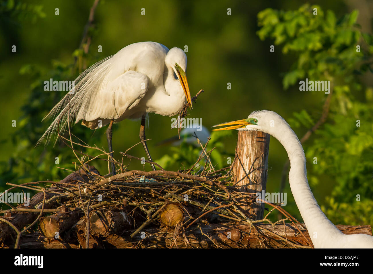 Grande Aigrette la construction du nid - La Grande Aigrette - Smith Oaks Rookery - High Island, Texas Banque D'Images