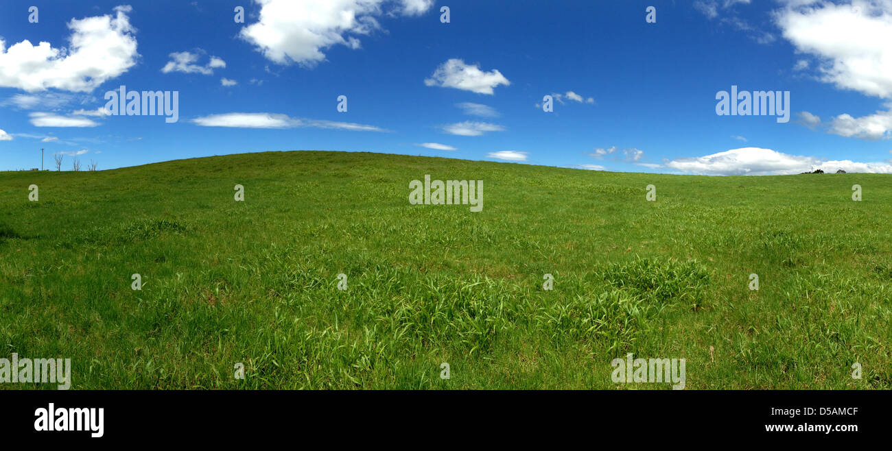 Capture d'écran large champ herbeux avec ciel bleu et nuages blancs moelleux. Banque D'Images