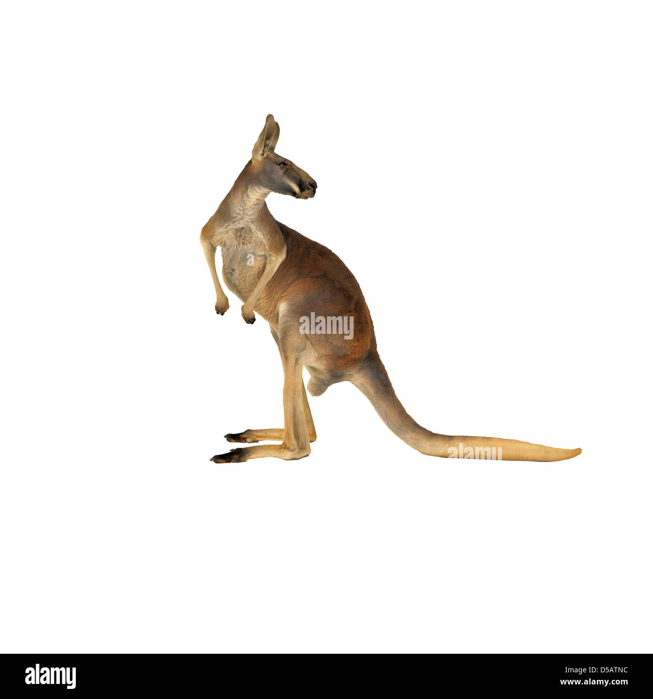 Le kangourou australien Banque D'Images