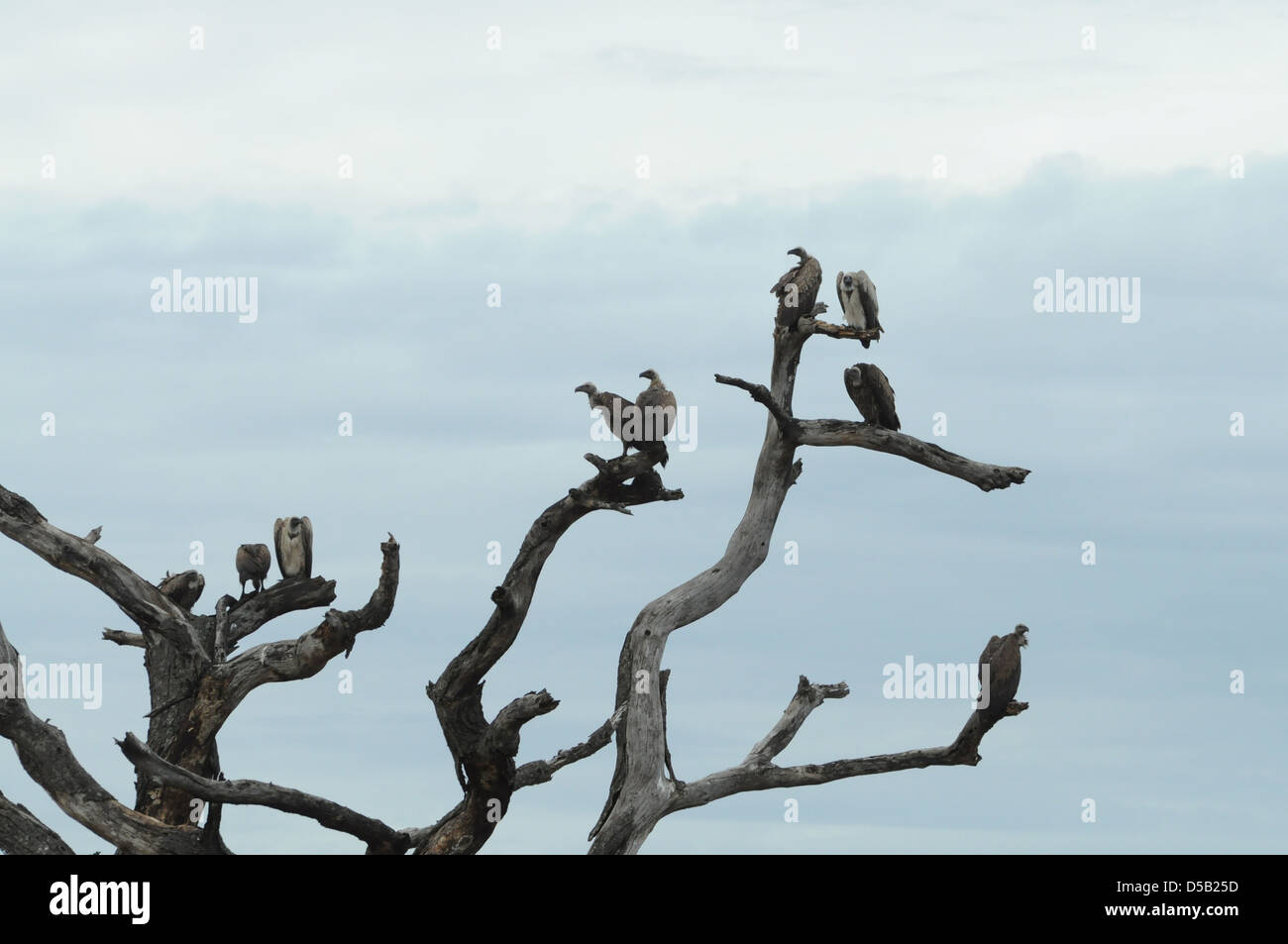 L'Afrique, Tanzanie, Serengeti National Park Agrion à vautours vautours Nubiens ou (Torgos micaceus) sur un arbre mort Banque D'Images