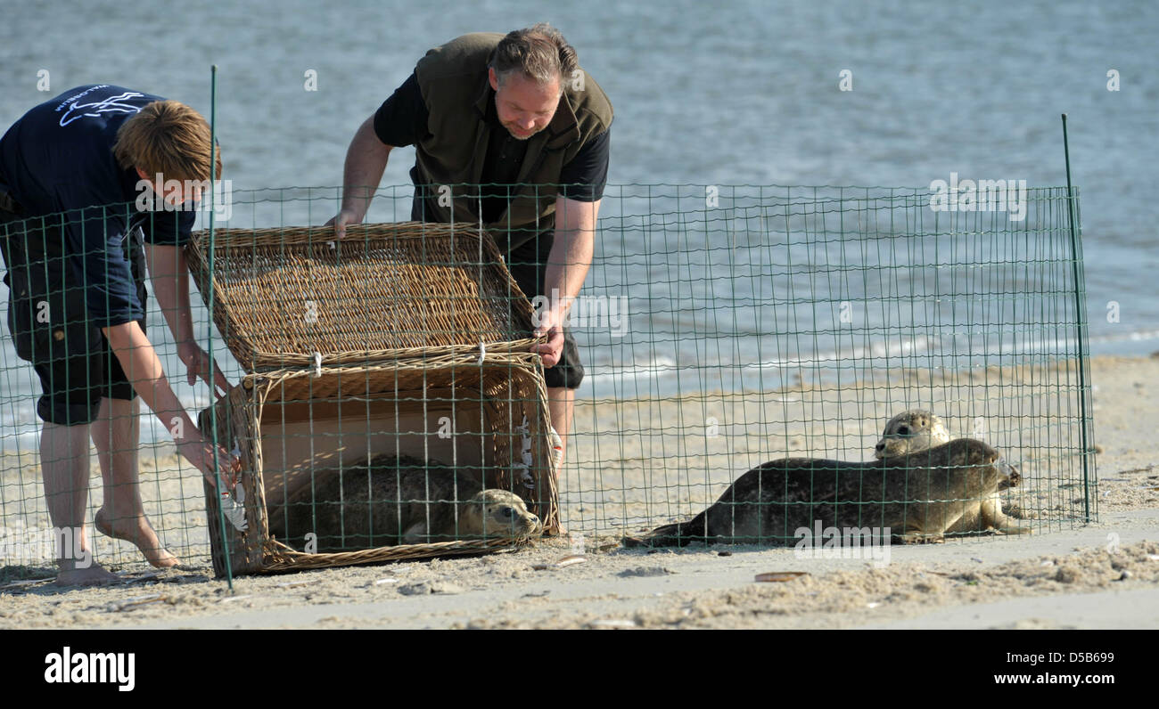 Mitarbeiter der Seehundaufzuchtstation setzen Norddeich suis Freitag (06.08.2010) Die drei Seehunde 'Hugo', 'Robiel «HŠnsel'' und auf dem Strand der ostfriesischen Insel Juist aus. Es handelte sich dabei um die erste une Auswilderungsfahrt NordseekŸste der ostfriesischen in diesem Jahr. Foto : Carmen Jaspersen dpa/lni Banque D'Images