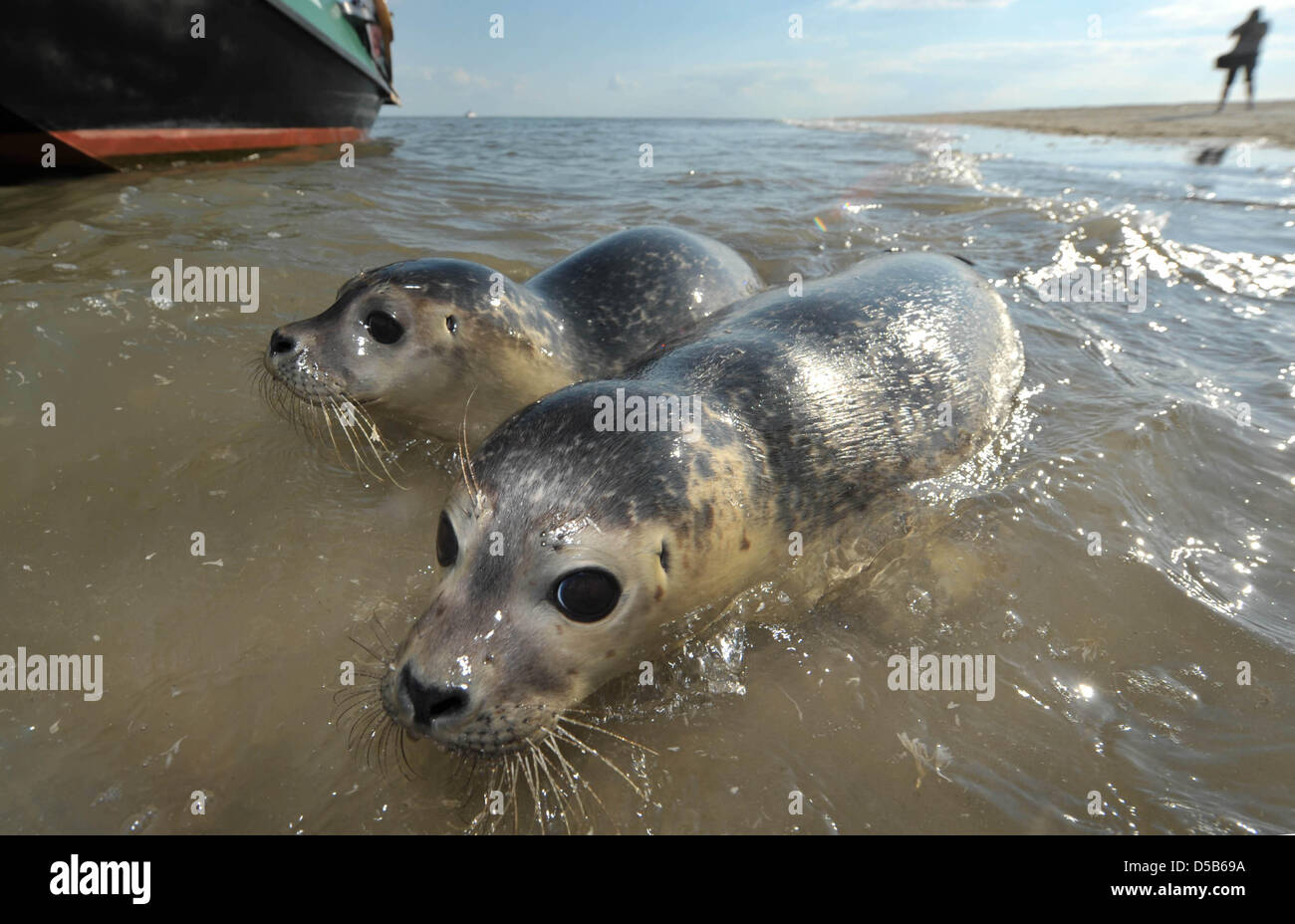 Zwei drei von Seehunden, die am Freitag (06.08.2010) von Norden aus auf der Insel der ostfriesischen ausgewildert Juist schwimmen erstmals in ihrer neuen Freiheit vor dem Strand der ostfriesischen Insel Juist. Es handelte sich um die erste der Auswilderungsfahrt Seehundaufzuchtstation Norddeich in diesem Jahr. Foto : Carmen Jaspersen dpa/lni Banque D'Images