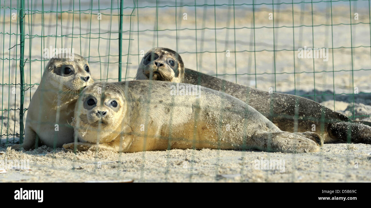 Schauen noch Die drei Seehunde 'Hugo', 'Robiel HŠnsel'' und 'am Freitag (06.08.2010) auf dem Strand der ostfriesischen Insel Juist aus ihrem Gehege.Kurz danach wurden sie in die Freiheit entlassen. Es handelte sich dabei um die erste une Auswilderungsfahrt NordseekŸste der ostfriesischen in diesem Jahr. Foto : Carmen Jaspersen dpa/lni Banque D'Images