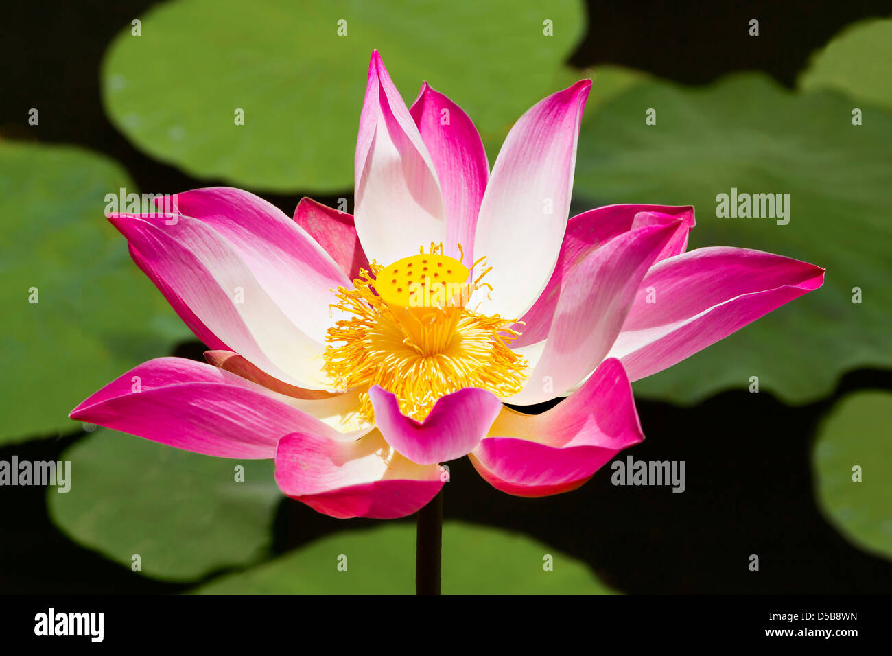Fleur de Lotus dans l'eau Banque D'Images