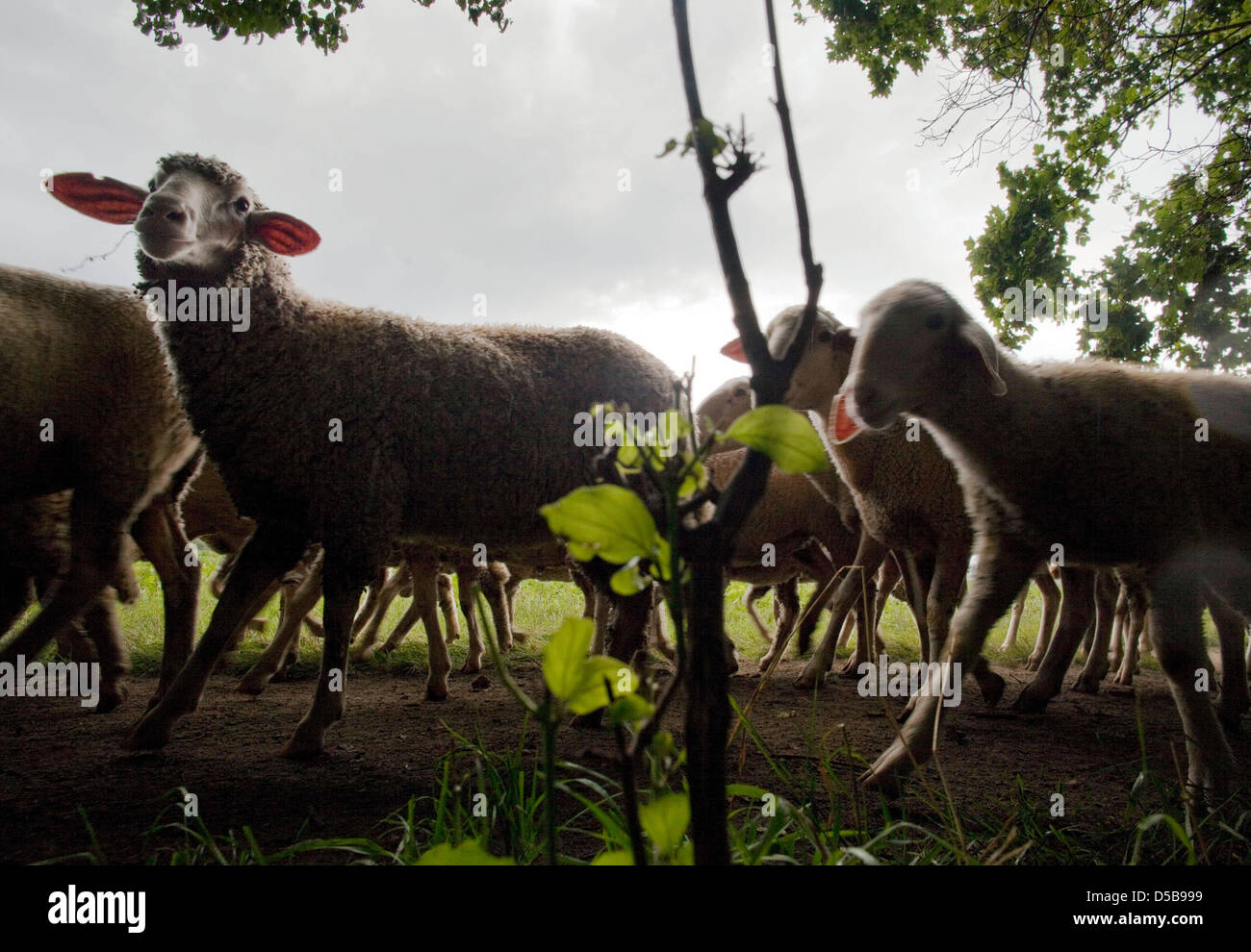 Des moutons paissant à Heiligenstock à Francfort-sur-Main, Allemagne, 12 août 2010. Si les moutons n'étaient pas Weidenstock au pâturage, les prairies deviendrait rapidement la végétation. Photo : Frank Rumpenhorst Banque D'Images