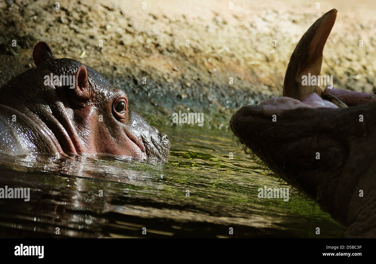 Le Nouveau Ne Encore Sans Nom Montres Sa Mere Hippopotame Kathi Dans L Eau Du Zoo