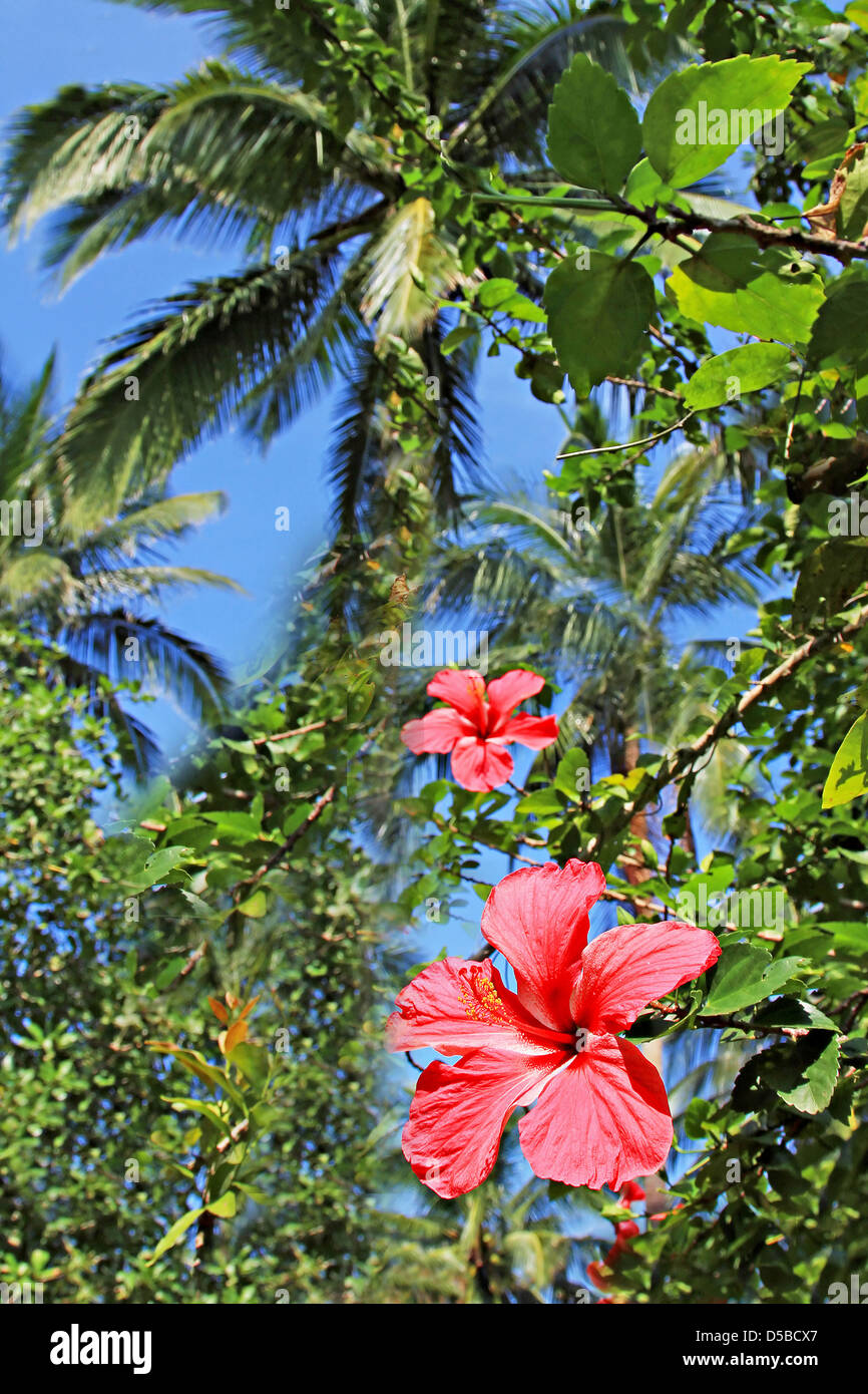 Fleur d'hibiscus dans la jungle Banque D'Images