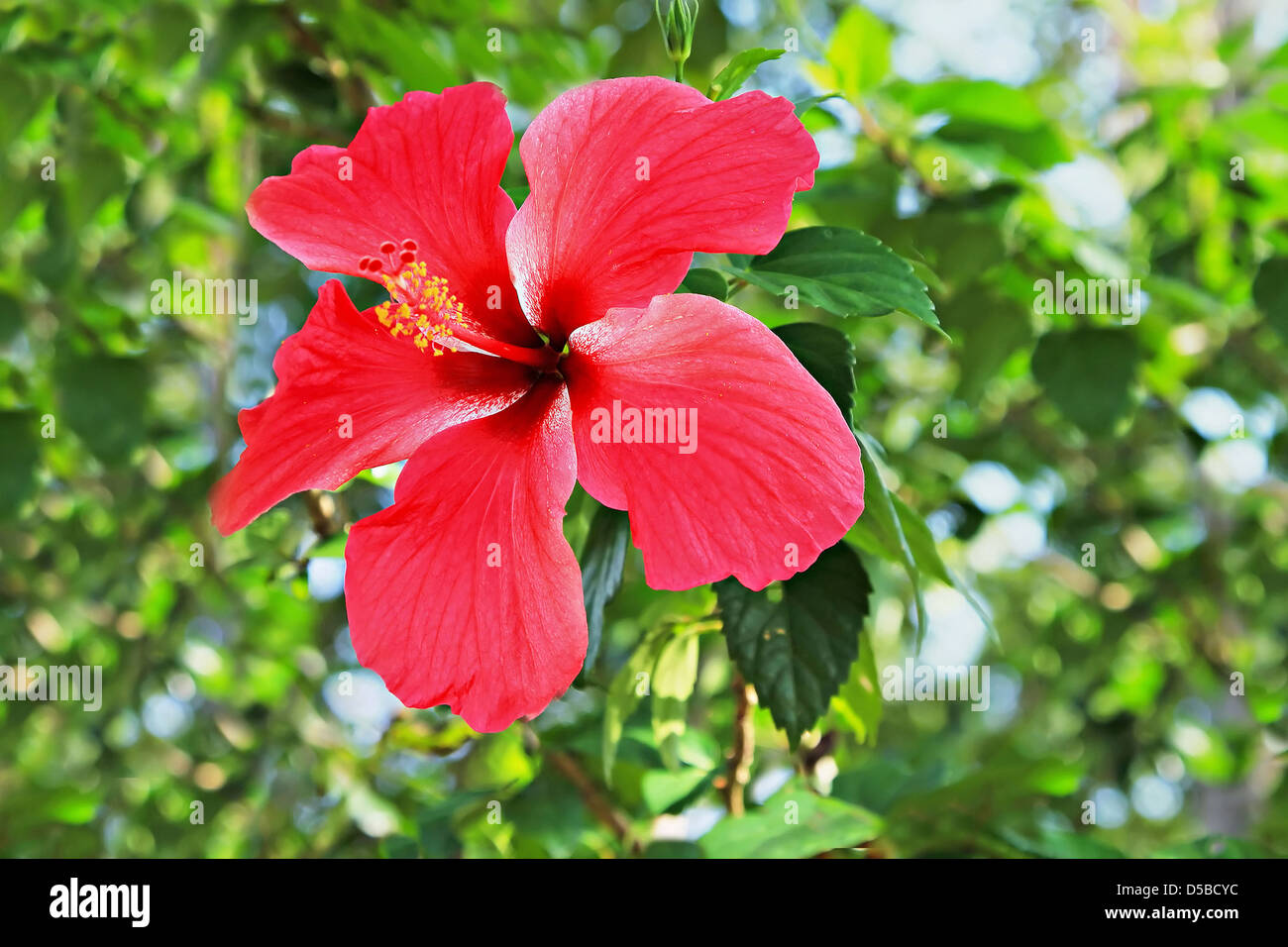 Fleur d'hibiscus dans la jungle Banque D'Images