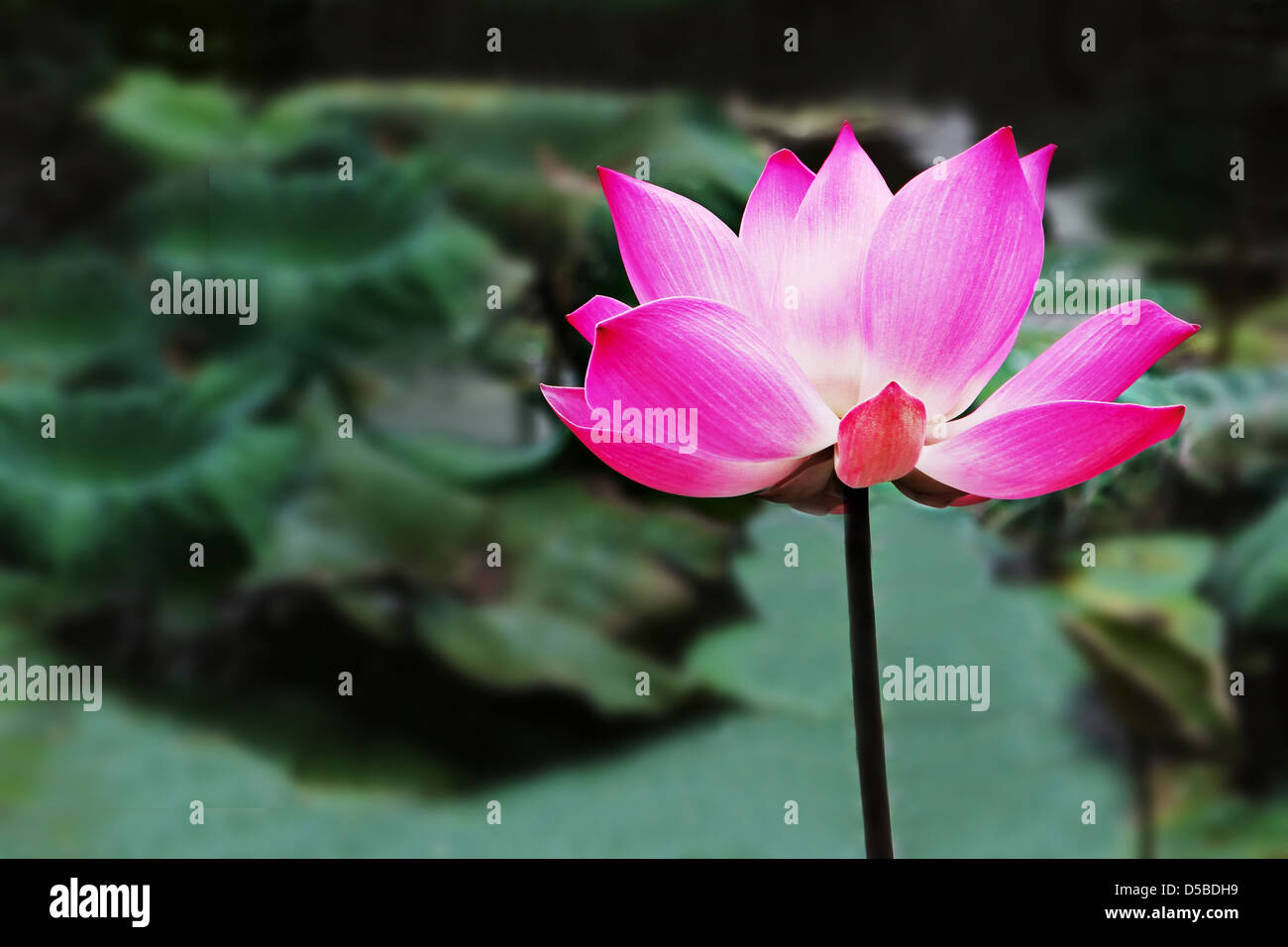 Fleur de Lotus sur l'eau Banque D'Images