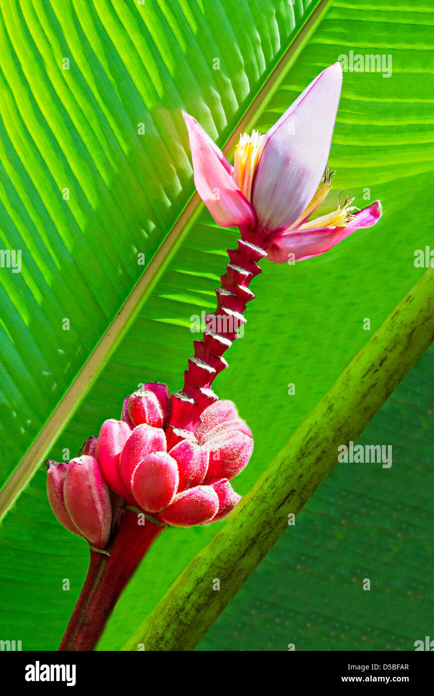 La banane rouge avec fleur sur l'arbre Banque D'Images