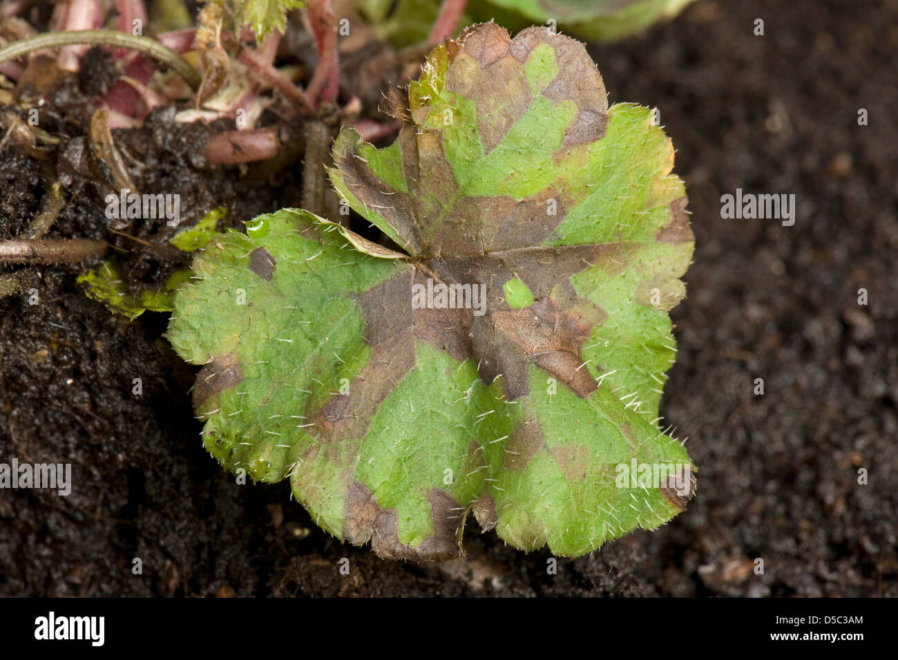 Nématode foliaire, Aphelenchoides spp., angulaire sur l'apparition de taches sur les feuilles les feuilles de l'anémone d'ornement Banque D'Images Nématode foliaire, Aphelenchoides spp., angulaire sur l'apparition de taches sur les feuilles les feuilles de l'anémone d'ornement Banque D'Images