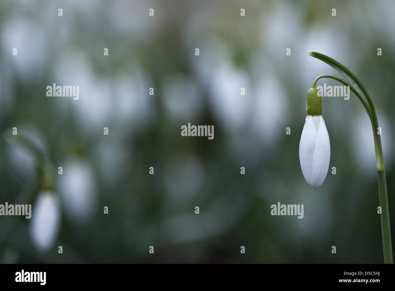 Snowdrop Galanthus nivalis (commune) Banque D'Images