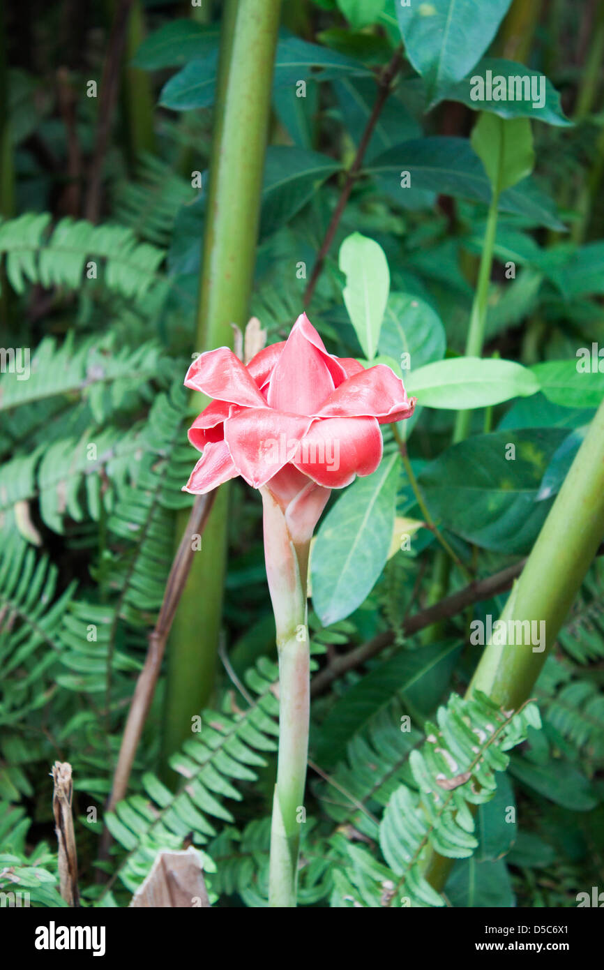 Etlingera Elatior rouge (Jack) R.M. Smith fleur dans le jardin d'accueil Banque D'Images