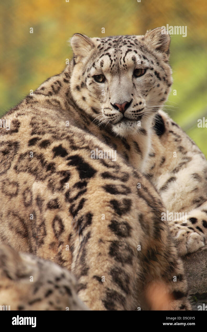 La faune, snow leopard Banque D'Images
