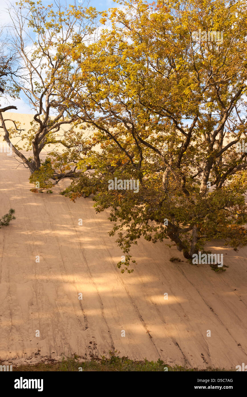 Les arbres de chêne noir MOUNT BALDY DUNE Indiana Dunes National Lakeshore PORTER LE LAC MICHIGAN INDIANA USA Banque D'Images