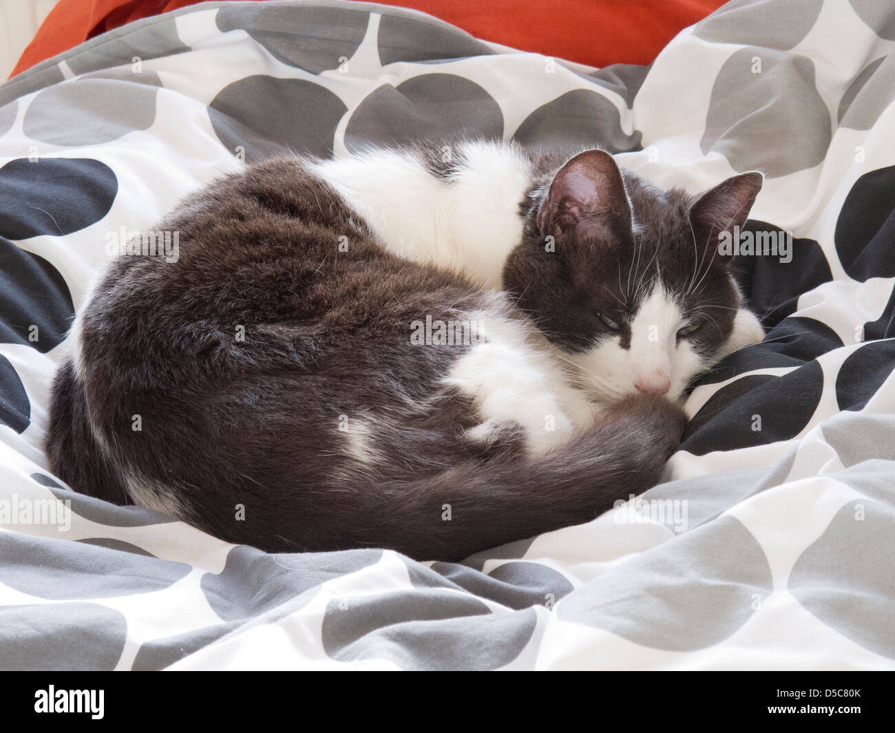 Cat recroquevillée sur un lit confortable. Banque D'Images