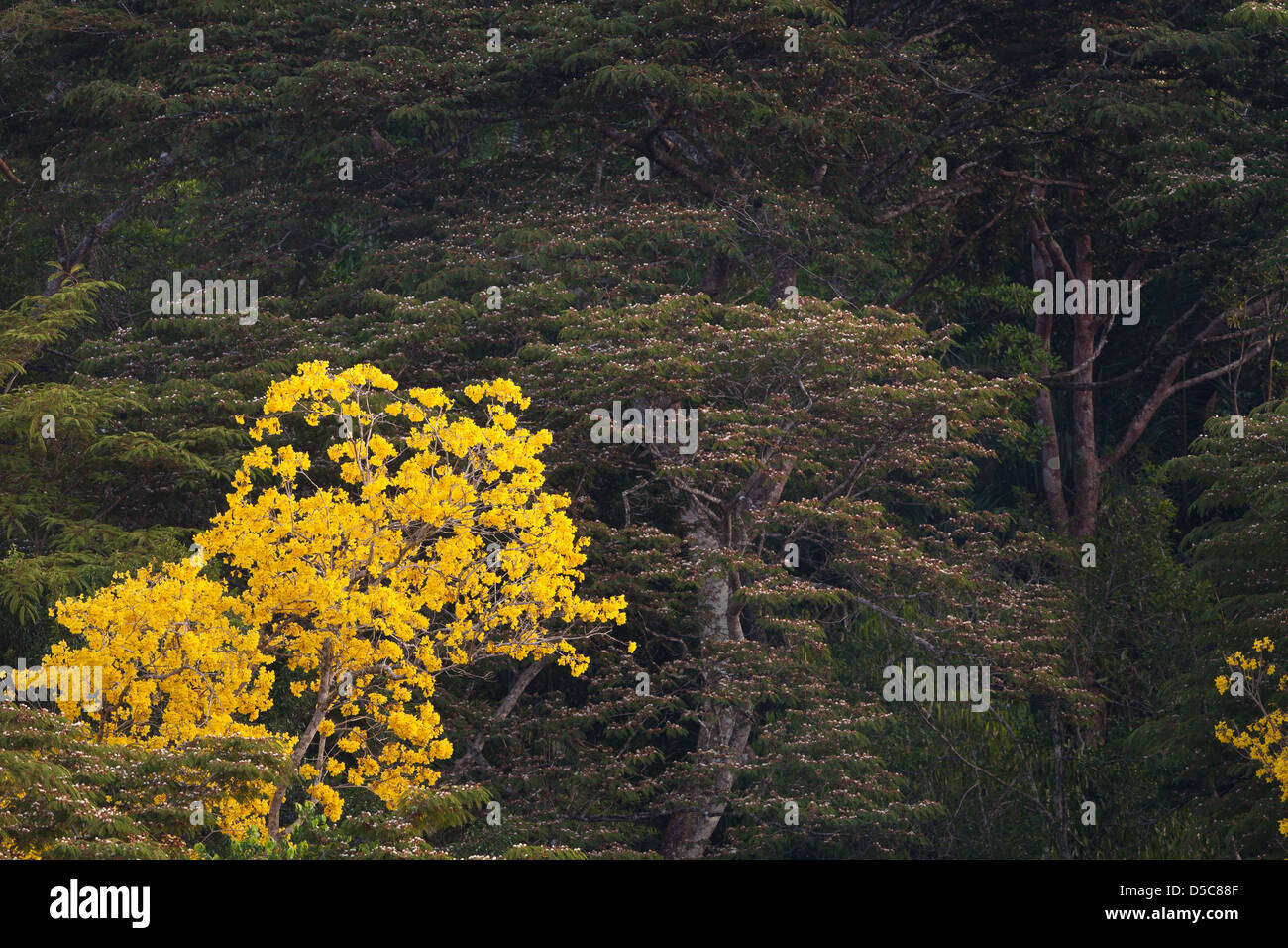 Arbre d'or (Guayacan), sci.name ; Tabebuia guayacan, près de Gamboa dans parc national de Soberania, République du Panama. Banque D'Images