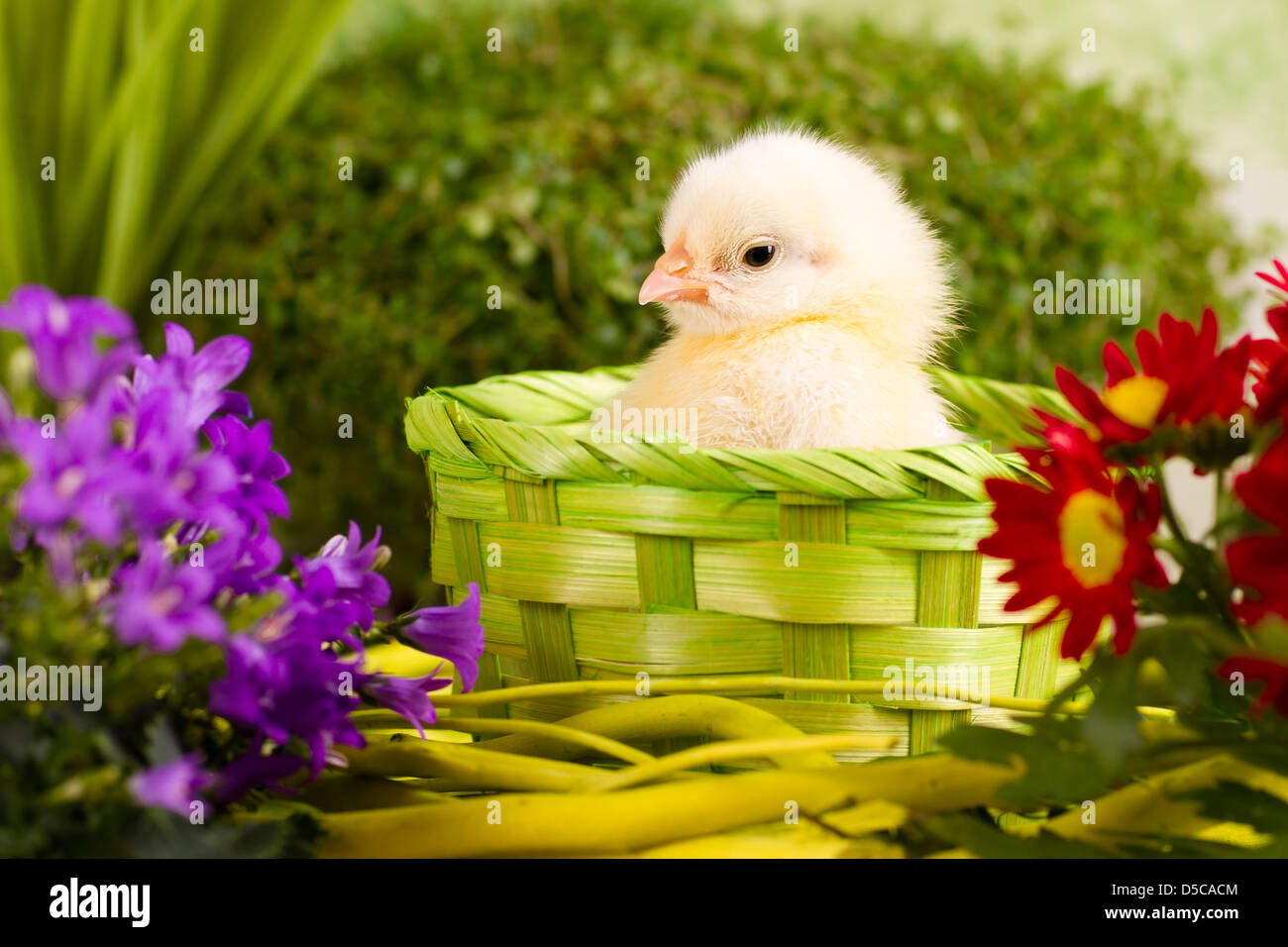 Beau petit poulet avec des fleurs Banque D'Images Beau petit poulet avec des fleurs Banque D'Images