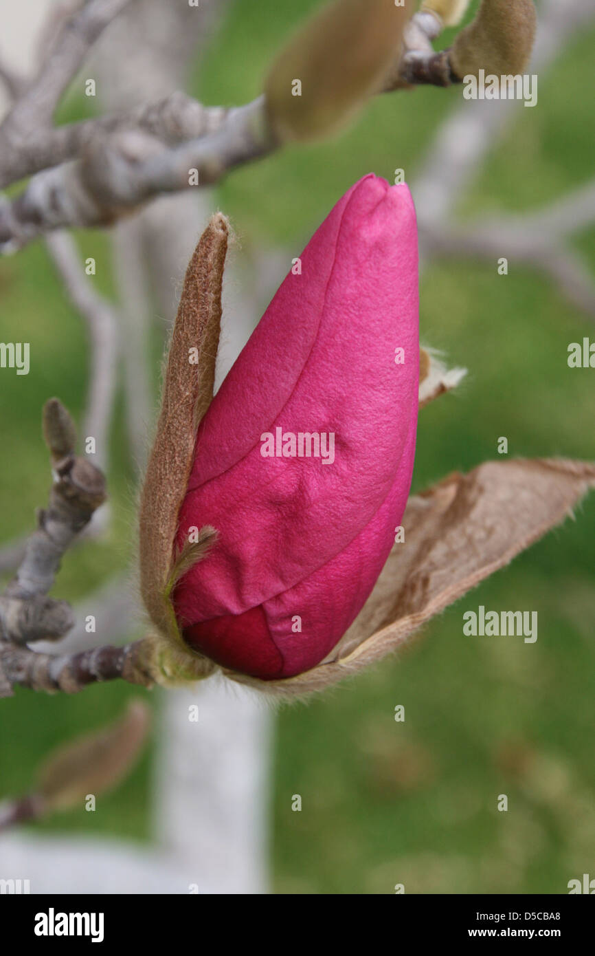 Arbre à orchidées Bud Banque D'Images