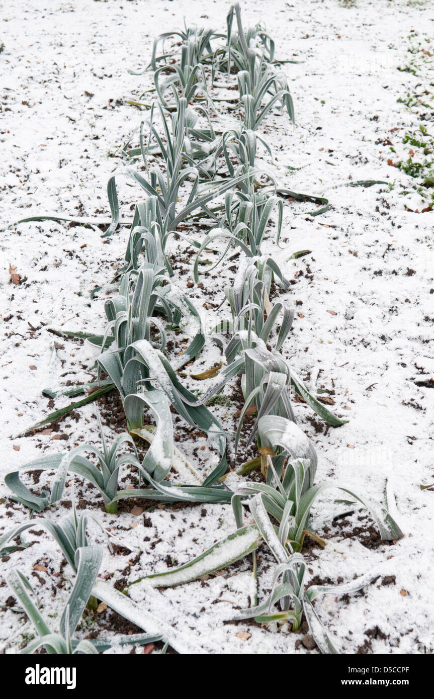 Une saucisse végétarienne traditionnelle galloise d'Allium porrum VAR Banque D'Images