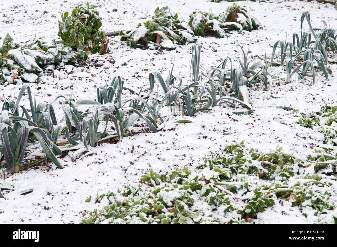 Une saucisse végétarienne traditionnelle galloise d'Allium porrum VAR Banque D'Images