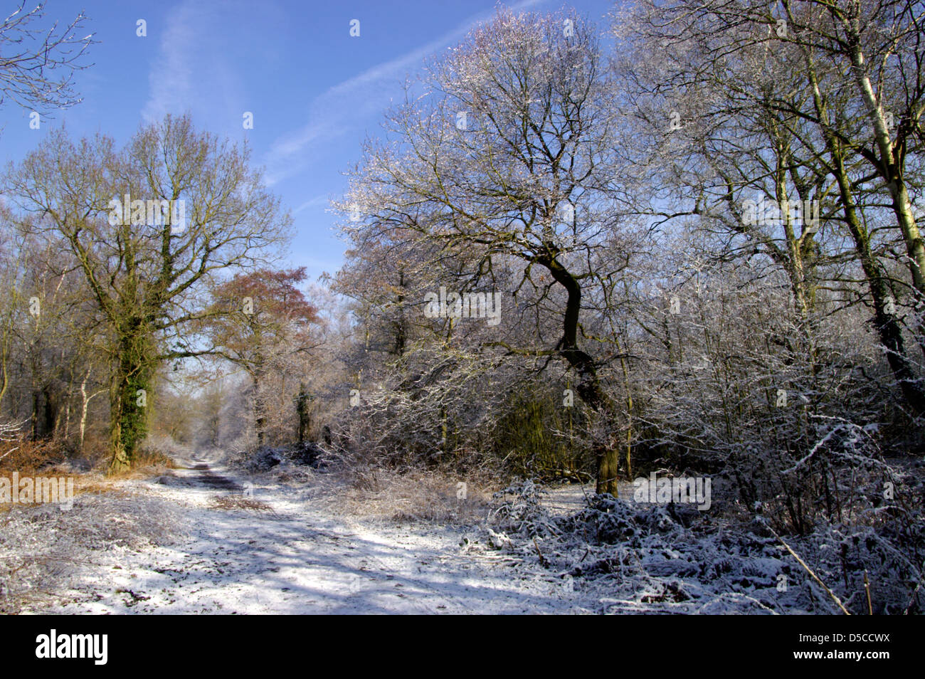 Binley Woods façon centenaire de la neige Banque D'Images