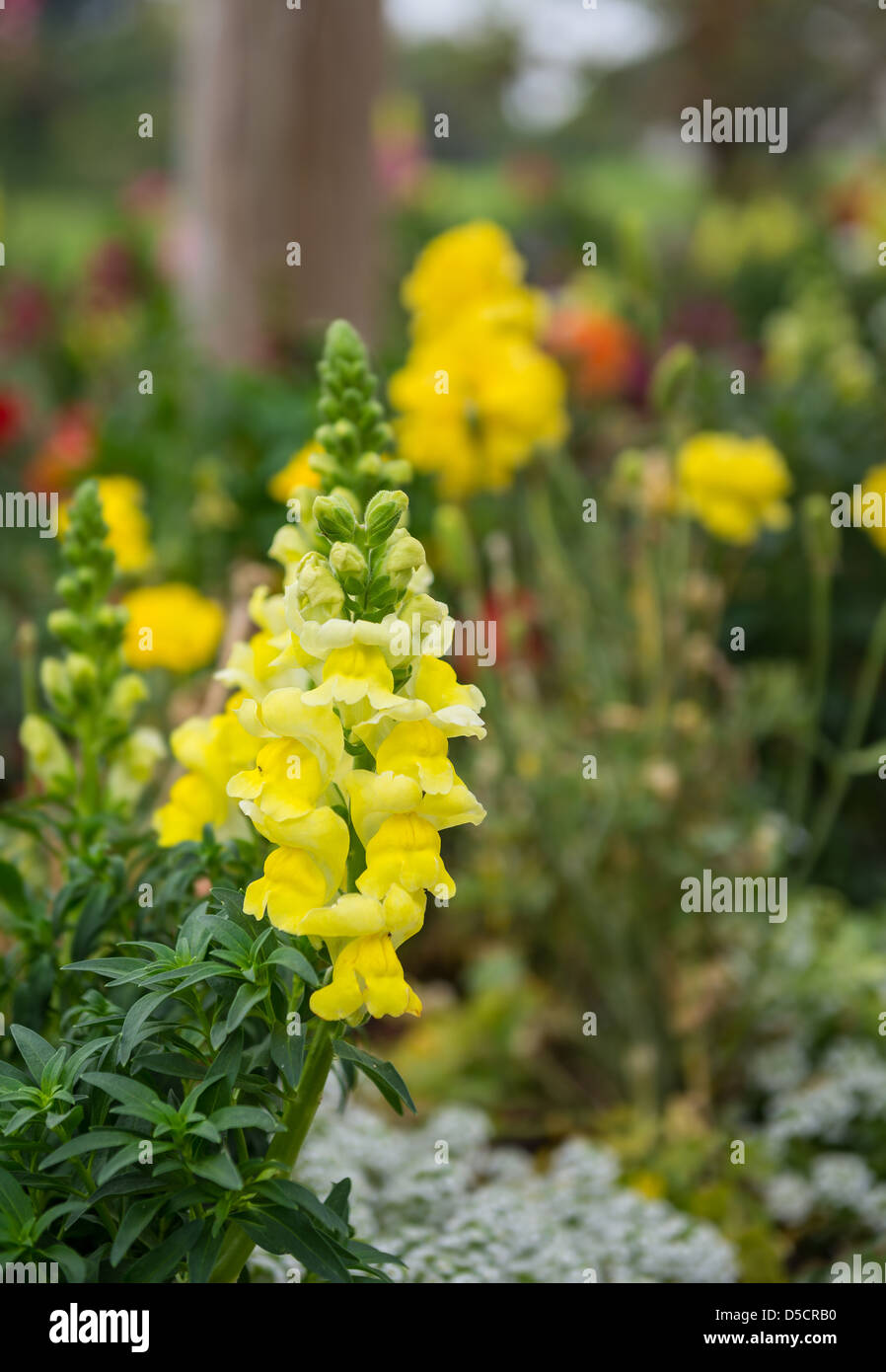 De belles fleurs de printemps en fleurs. Banque D'Images