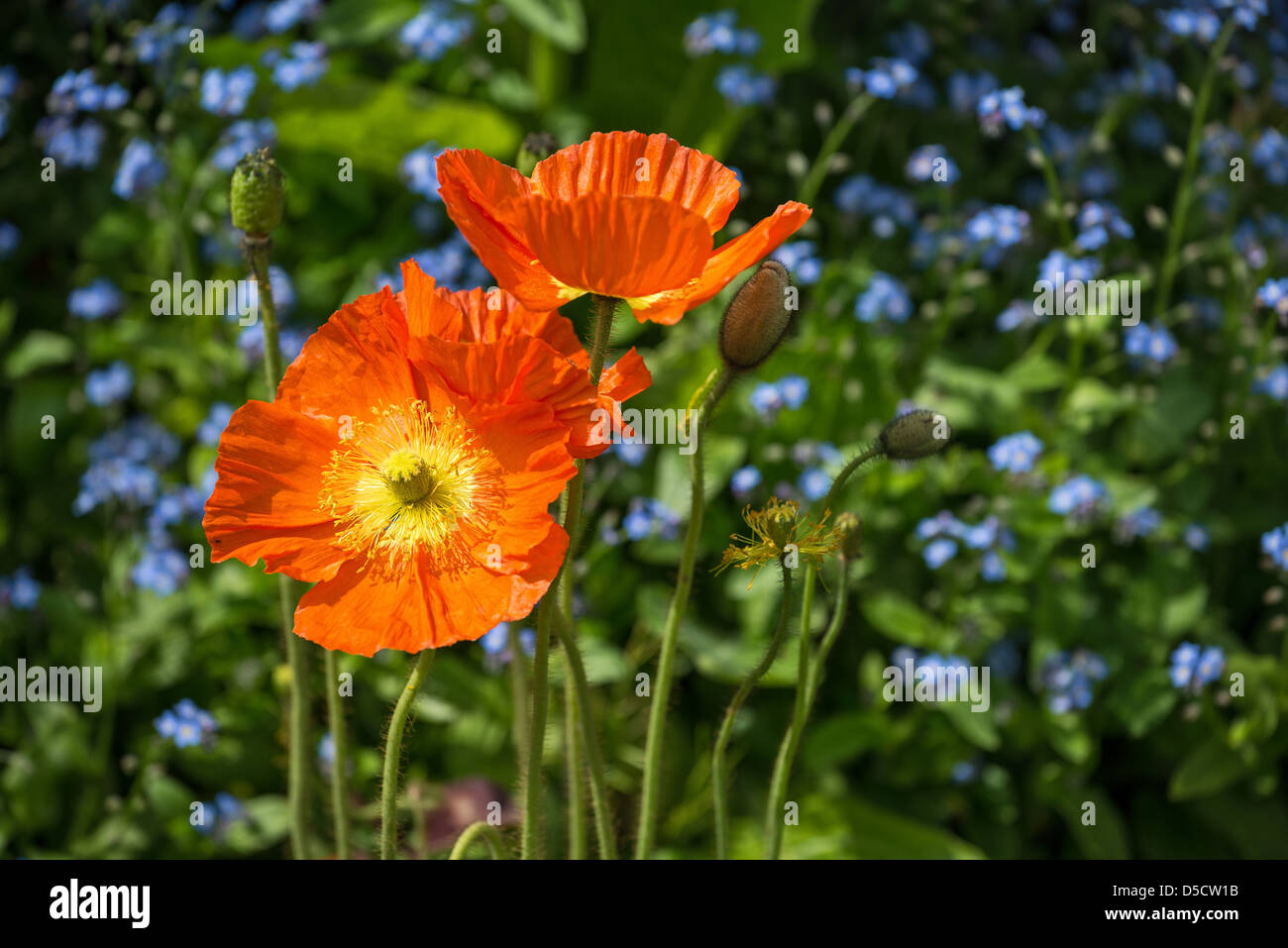 De belles fleurs de printemps en fleurs. Banque D'Images