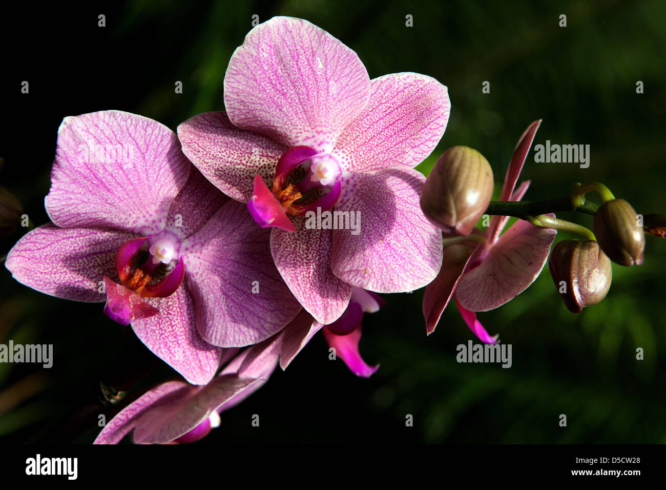 Orchidée Phalaenopsis en fleurs, pétales de fleurs, Banque D'Images