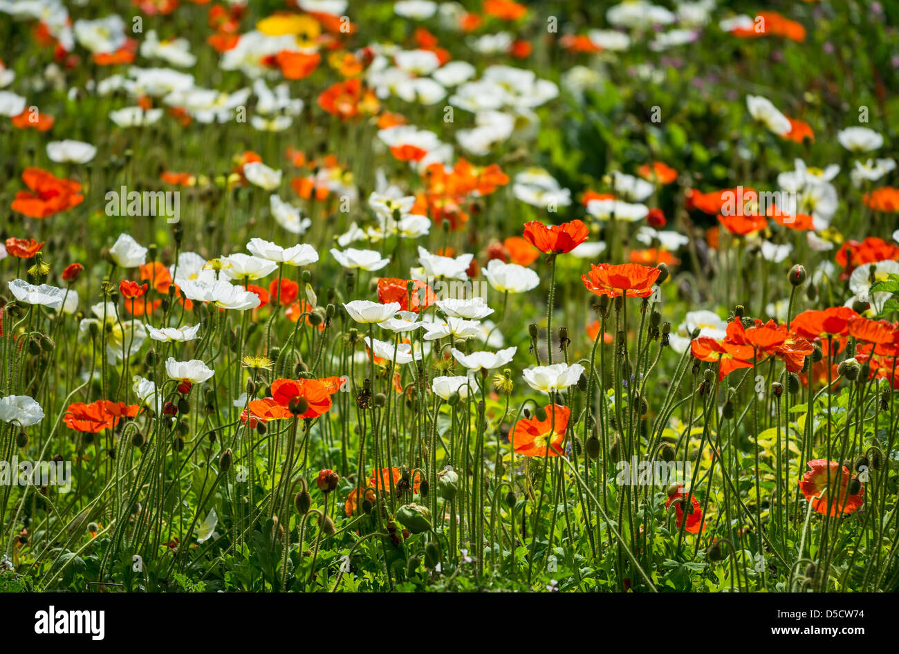De belles fleurs de printemps en fleurs. Banque D'Images