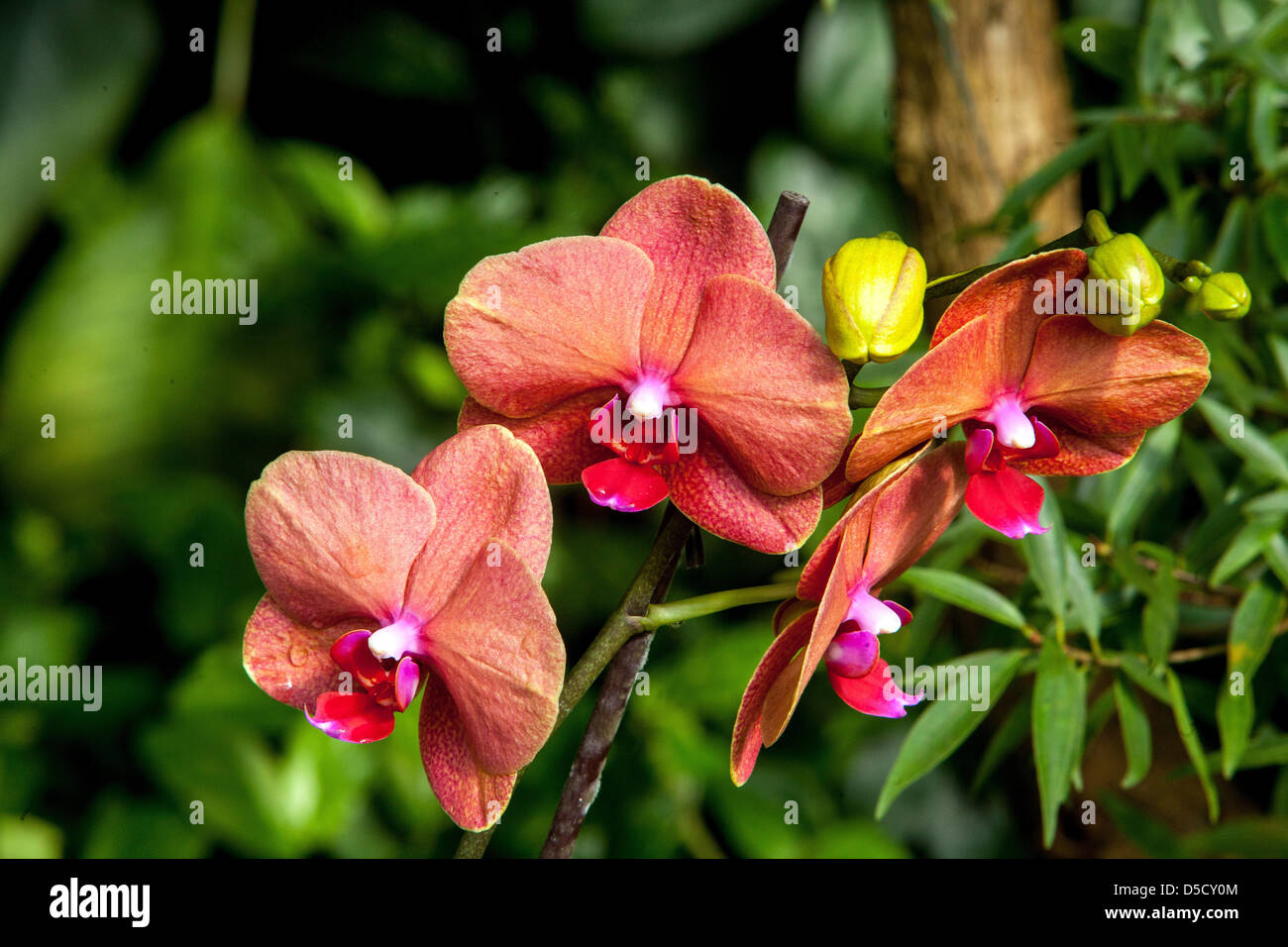 Fleurs orchidée Phalaenopsis orchidées Papillon rouge racines Banque D'Images