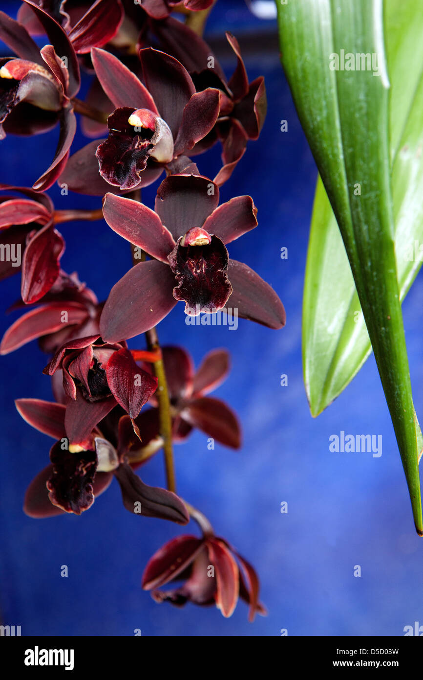 Fleurs orchidée Phalaenopsis Banque D'Images