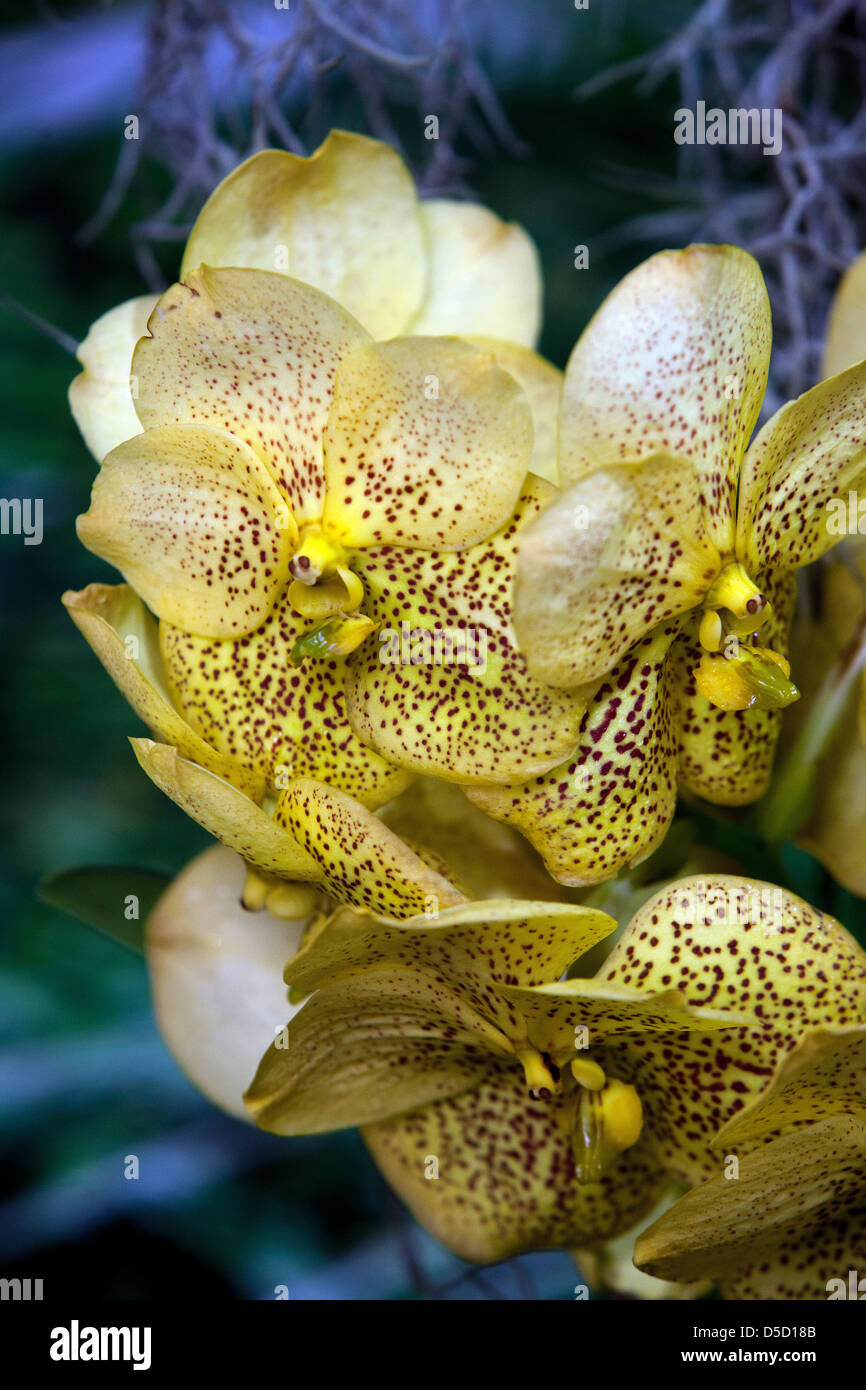 Pétales de fleurs, d'Orchidées en fleurs, Banque D'Images