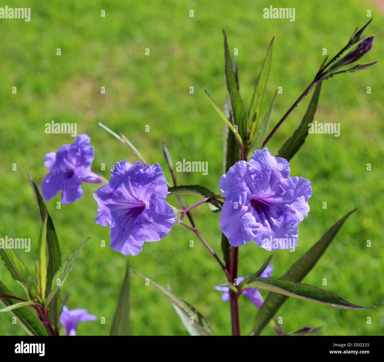 Les délicates fleurs pourpres de pétunias mexicains Ruellia brittoniana se tiennent au-dessus de la sangle comme des feuilles ajoutant de la couleur au paysage de jardin d'automne. Banque D'Images