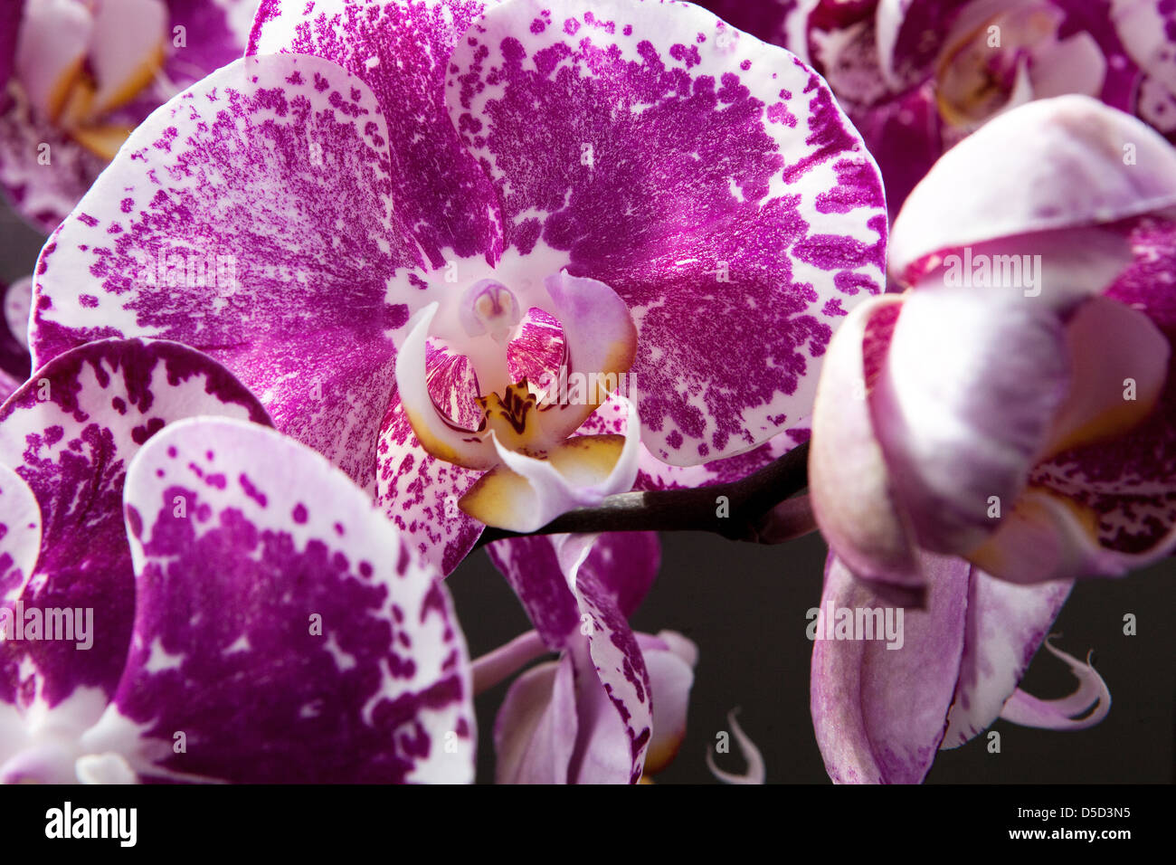 Orchidée Phalaenopsis en fleurs, pétales de fleurs, Banque D'Images